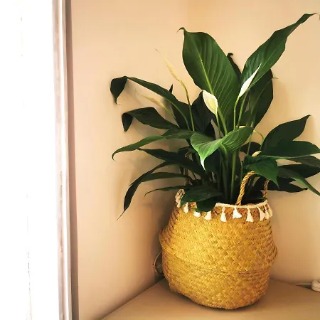 Apartman Vida A Portuguesa, Charming 